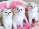 Show Kalite Maviş Ns1133 British Shorthair Bebekleirm