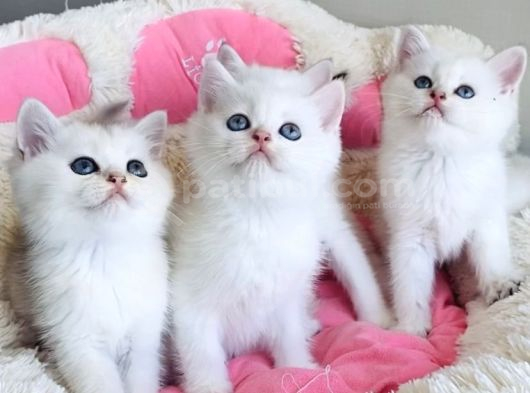 Show Kalite Maviş Ns1133 British Shorthair Bebekleirm görsel