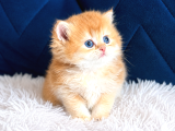 Saf Kan British Shorthair Ve Longhair Golden