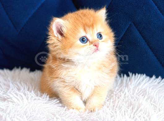 Saf Kan British Shorthair Ve Longhair Golden görsel