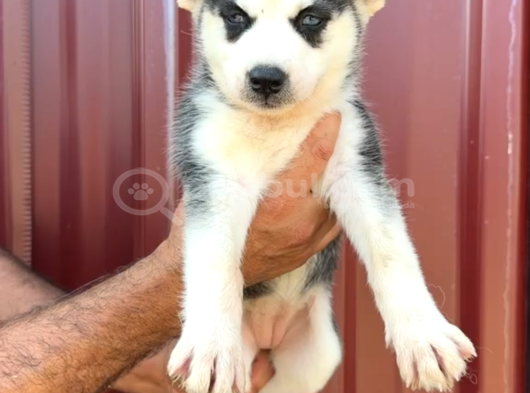 Harika Sibirya Kurdu - Husky görsel