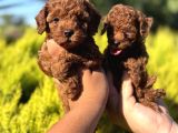 Korea Teacup bebeklerimiz
