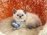 Safkan British Shorthair Blue Point Yavru
