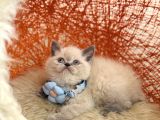 Safkan British Shorthair Blue Point Yavru