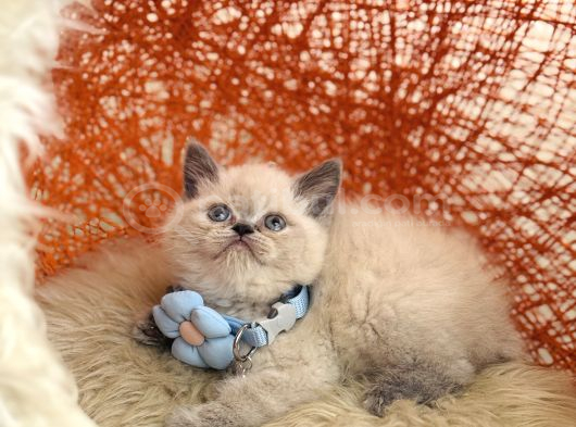 Safkan British Shorthair Blue Point Yavru görsel