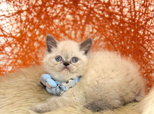 Safkan British Shorthair Blue Point Yavru