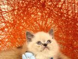 Safkan British Shorthair Blue Point Yavru