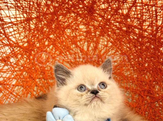Safkan British Shorthair Blue Point Yavru görsel