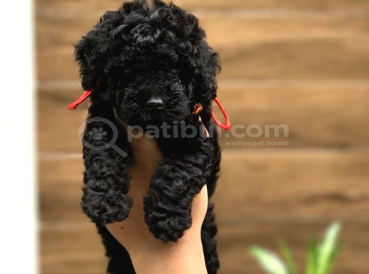 GÜZELLİĞİYLE SİZİ KENDİNE HAYRAN BIRAKACAK SİYAH POODLE