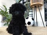 Güzelli̇ği̇yle Si̇zi̇ Kendi̇ne Hayran Birakacak Si̇yah Poodle