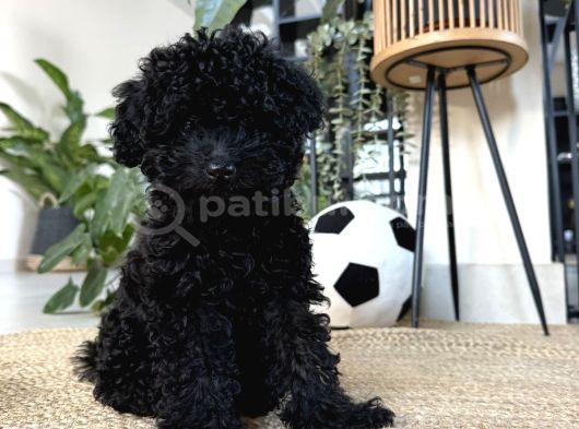 Güzelli̇ği̇yle Si̇zi̇ Kendi̇ne Hayran Birakacak Si̇yah Poodle görsel