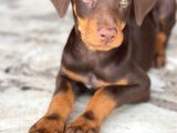 ASALETİN TEK ADRESİ KIZIL DOBERMAN