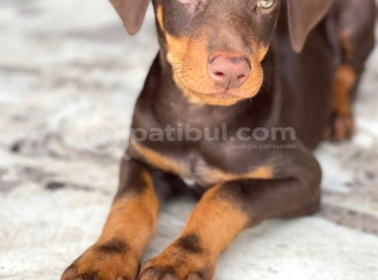 ASALETİN TEK ADRESİ KIZIL DOBERMAN