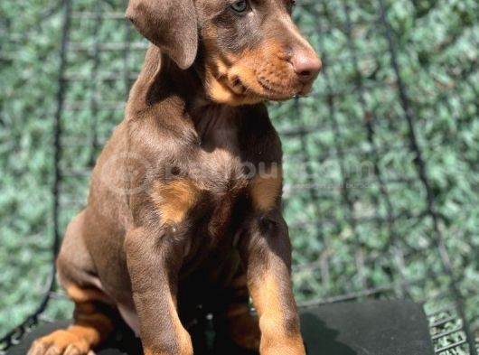 Asaleti̇n Tek Adresi̇ Kizil Doberman görsel