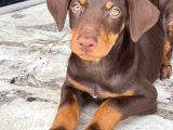 Asaleti̇n Tek Adresi̇ Kizil Doberman