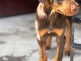 Asaleti̇n Tek Adresi̇ Kizil Doberman