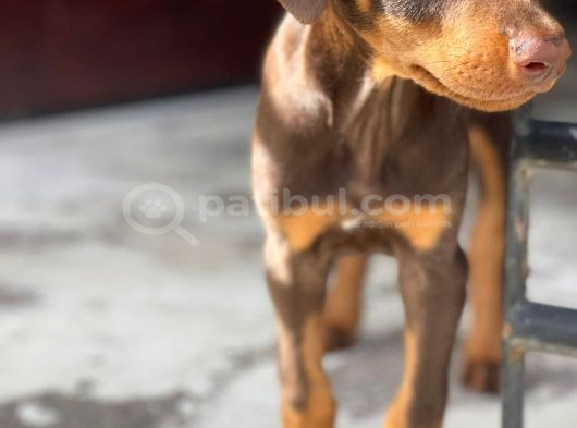 Asaleti̇n Tek Adresi̇ Kizil Doberman görsel