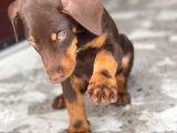 Asaleti̇n Tek Adresi̇ Kizil Doberman