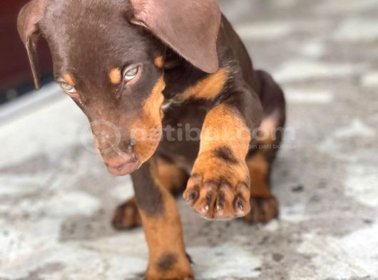 Asaleti̇n Tek Adresi̇ Kizil Doberman görsel