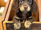 Seçkin Kan Hattın Çikolata longhair dachund yavrular