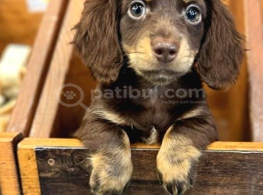Seçkin Kan Hattın Çikolata longhair dachund yavrular