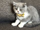 Özel Renk British Shorthair Bicolor