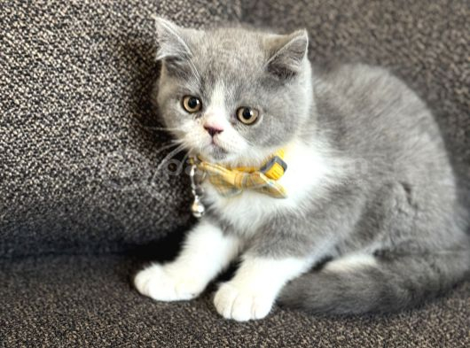 Özel Renk British Shorthair Bicolor