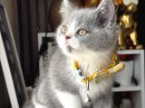 Özel Renk British Shorthair Bicolor