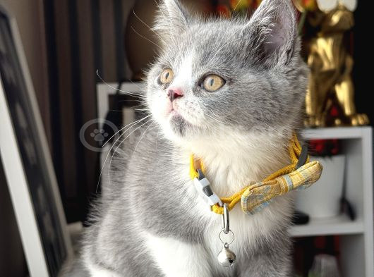 Özel Renk British Shorthair Bicolor görsel