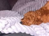Yavru Poodle