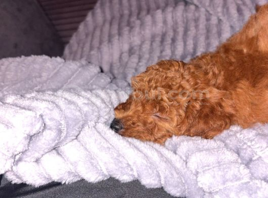 Yavru Poodle görsel