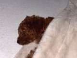 Yavru Poodle