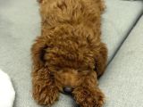 Yavru Poodle