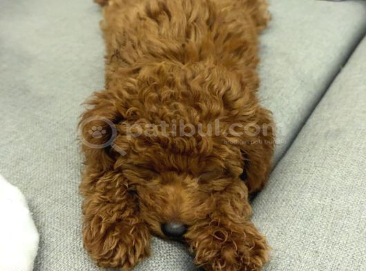 Yavru Poodle görsel