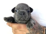 EGZOTİC FRENC BULDOG BLUE ÇOK GÜZEL