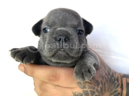 EGZOTİC FRENC BULDOG BLUE ÇOK GÜZEL