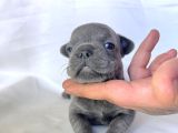 Egzoti̇c Frenc Buldog Blue Çok Güzel