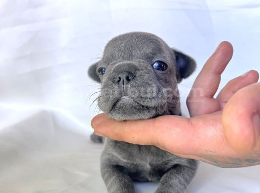 Egzoti̇c Frenc Buldog Blue Çok Güzel görsel