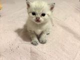 British Shorthair Golden point yavrular
