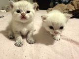 British Shorthair Golden Point Yavrular