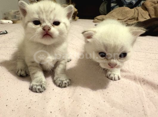 British Shorthair Golden Point Yavrular görsel