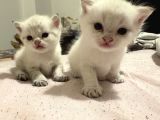 British Shorthair Golden Point Yavrular