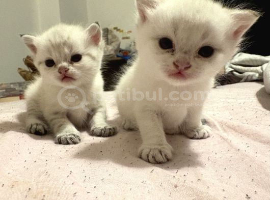 British Shorthair Golden Point Yavrular görsel