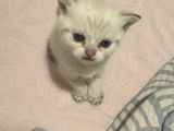 British Shorthair Golden Point Yavrular