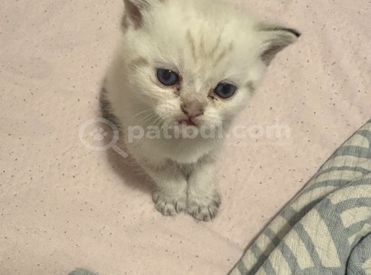 British Shorthair Golden Point Yavrular görsel