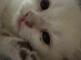 British Shorthair Golden Point Yavrular