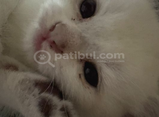 British Shorthair Golden Point Yavrular görsel
