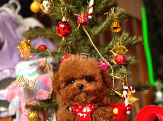A Kalite Poodle Kore Teacup Yavrularımız görsel