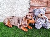 Long Hair Dachshund