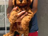 Kore Toy Poodle Yavrular